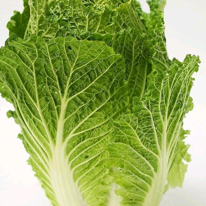 白蔡