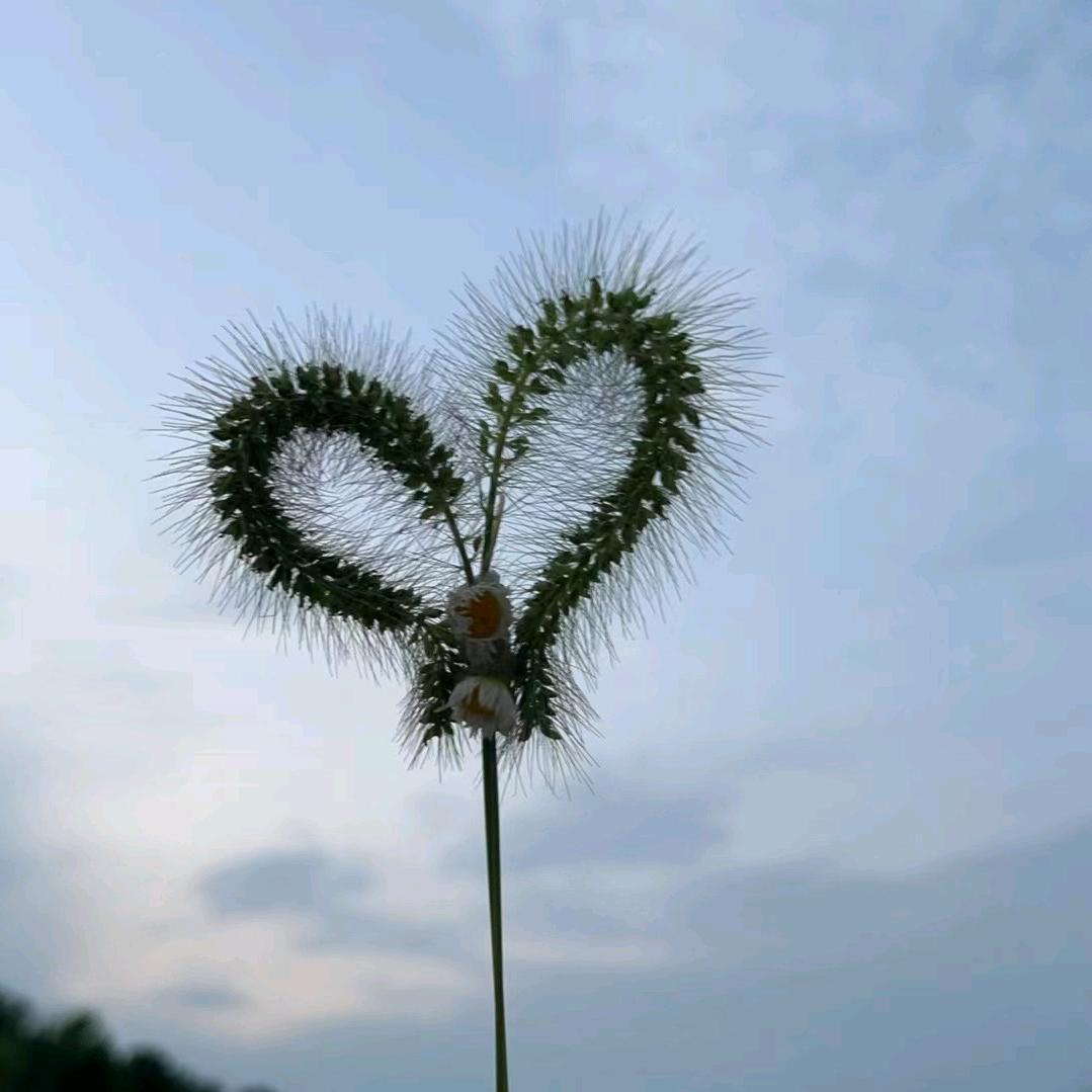 ☞南風 有 信☜