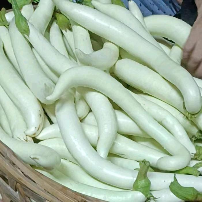 力苏
