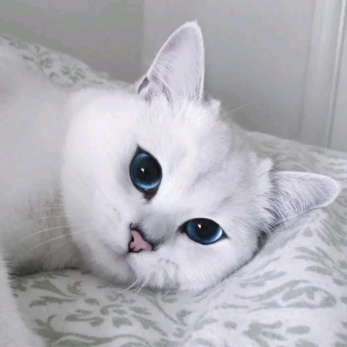 心地善良焦大王