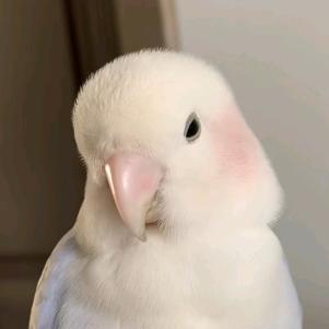 嚼一嚼