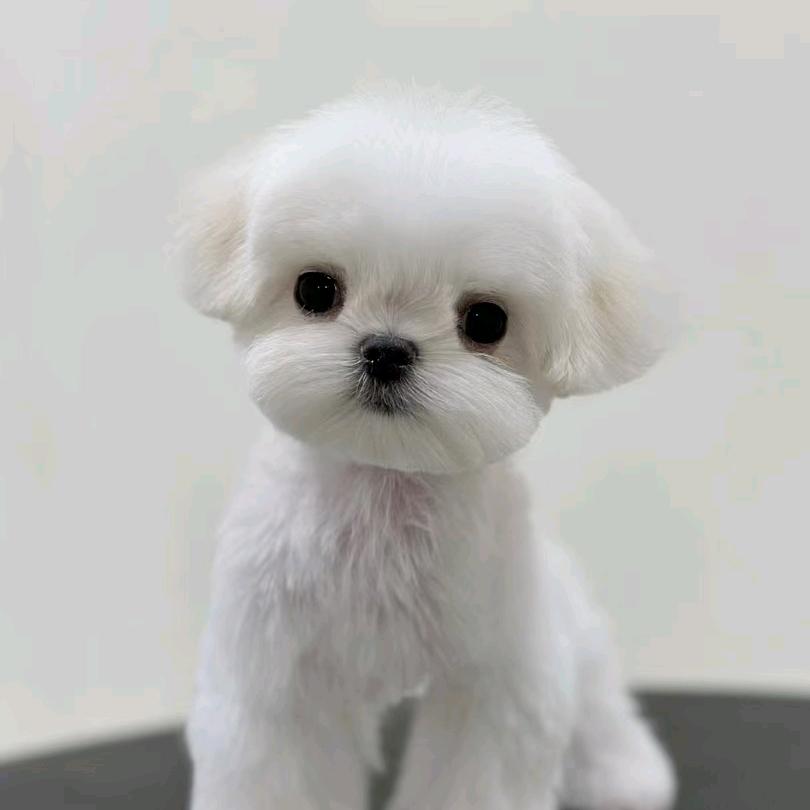 李孟宠物马尔济斯比熊