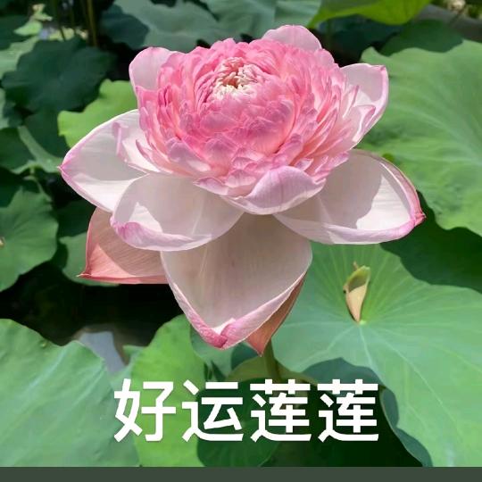 好运莲莲