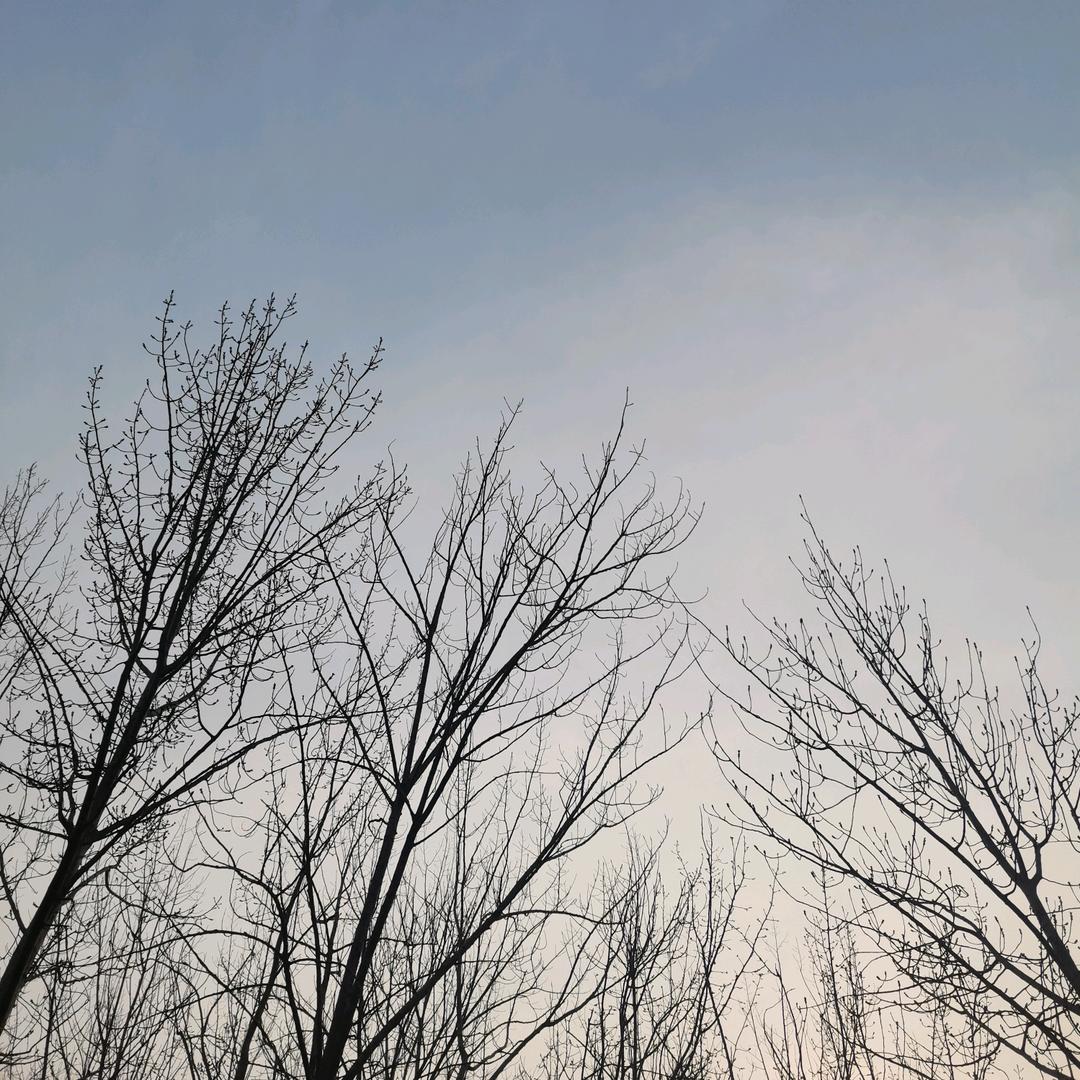 湖北富饶(淋棕麦)