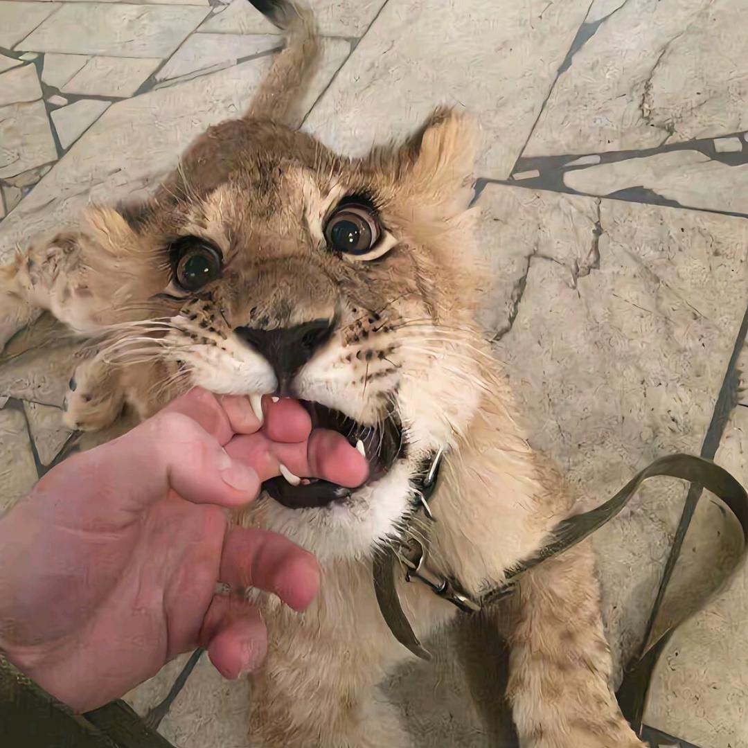 嘉傲