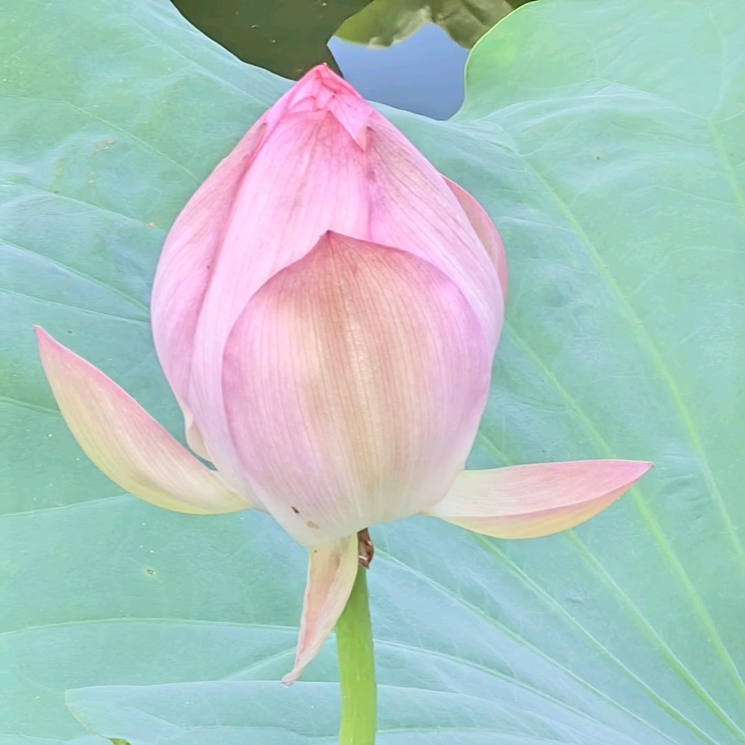 性灵派