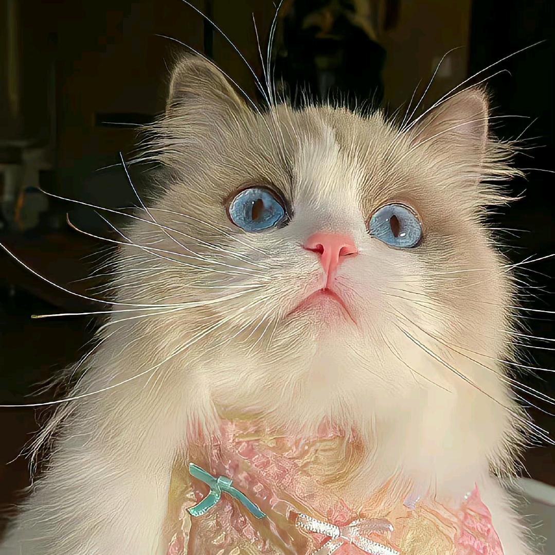 阿尧尧