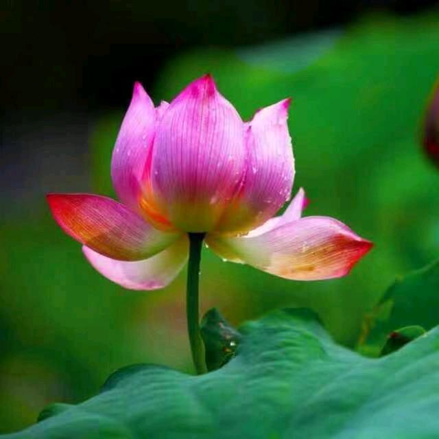 @顺兴