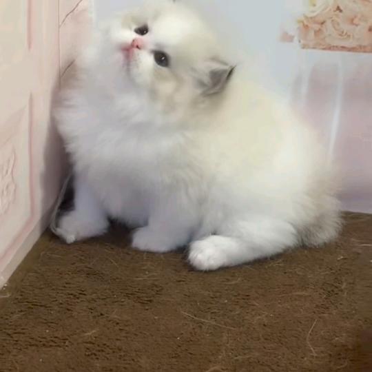 南昌萌伴喵宠物