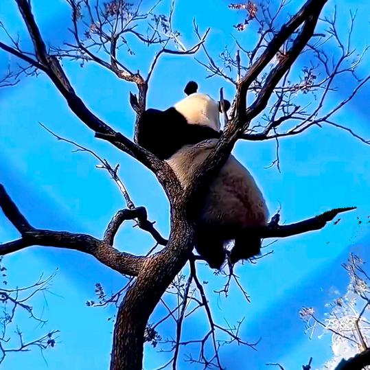 蜡笔，小猪✌