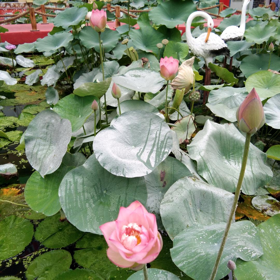 棉花糖