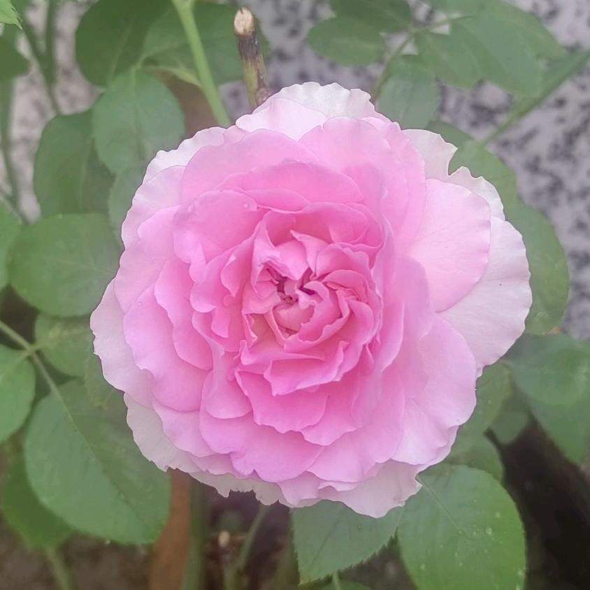 🦋破茧成蝶🦋