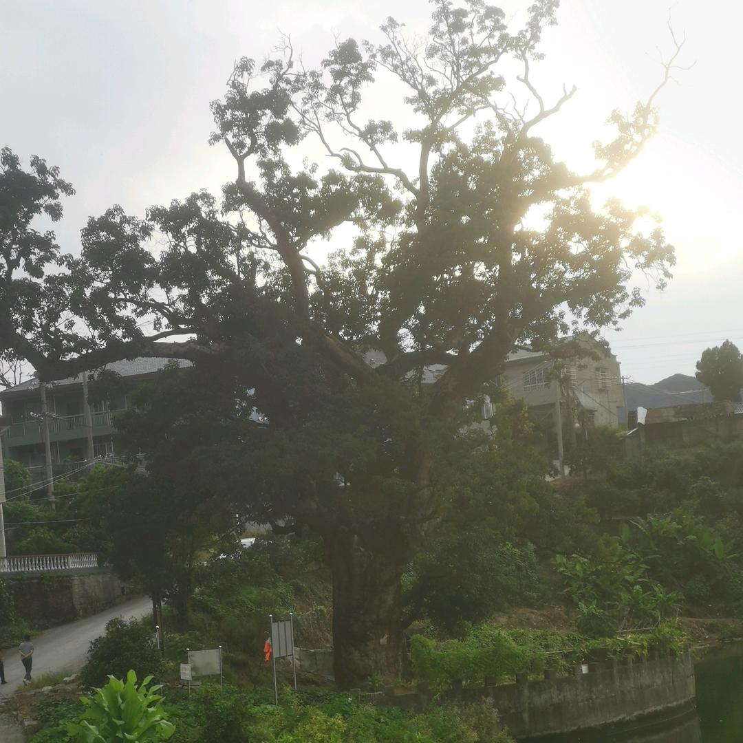 沙湾柚子