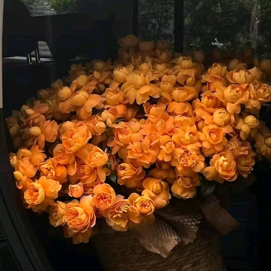 阳台上的花头像
