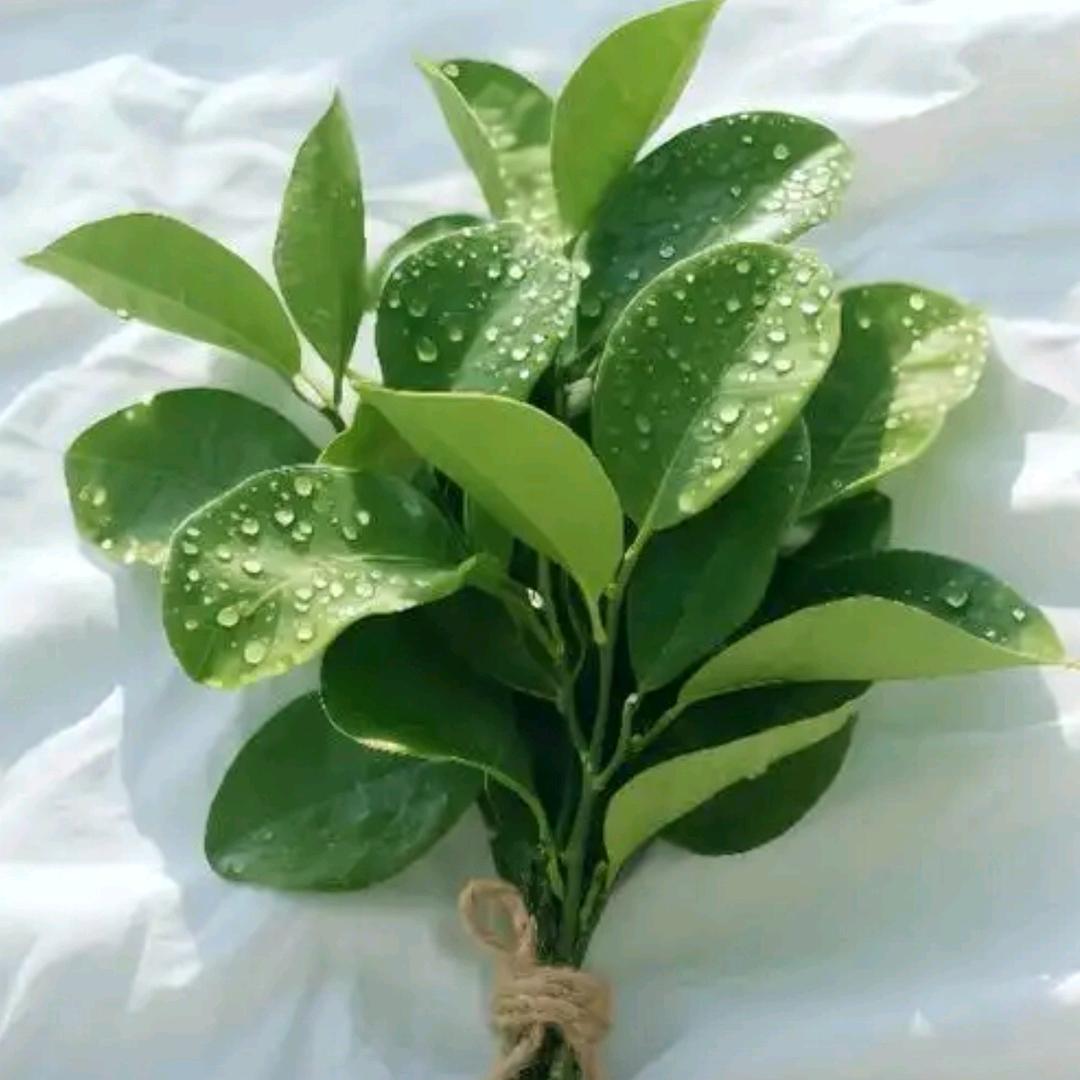 🐟三秒钟的记忆