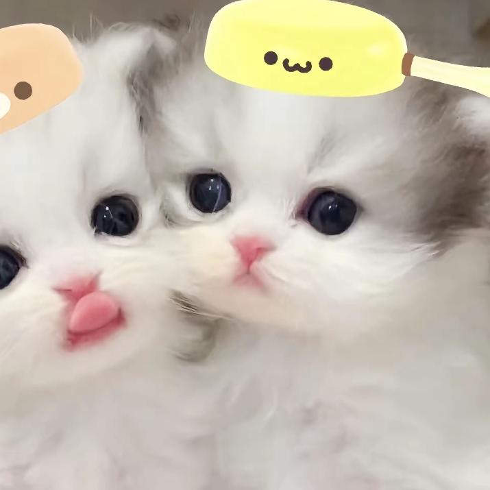 芳炉大王OvO