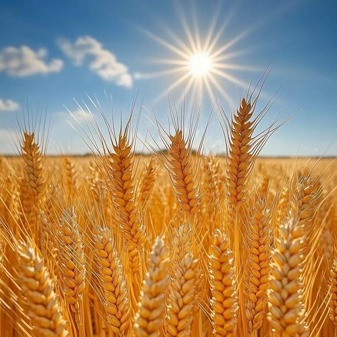 老蔡在养鸡(淮安.盱眙)