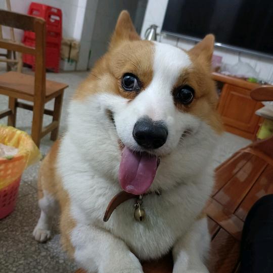 热爱生活的史迪奇