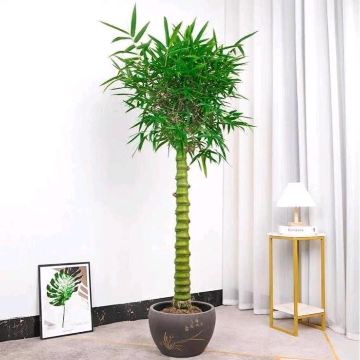 佛肚竹盆栽种植基地批发