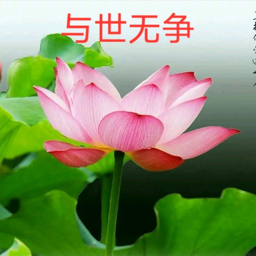 佛🙏上海随缘放生🐟🙏