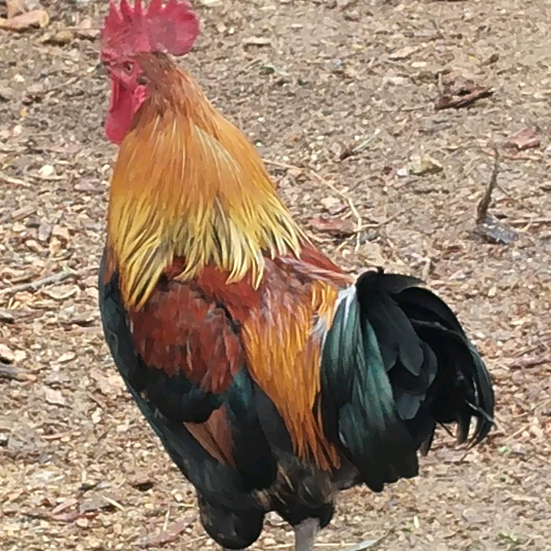 土鸡单身汉🦀🦀