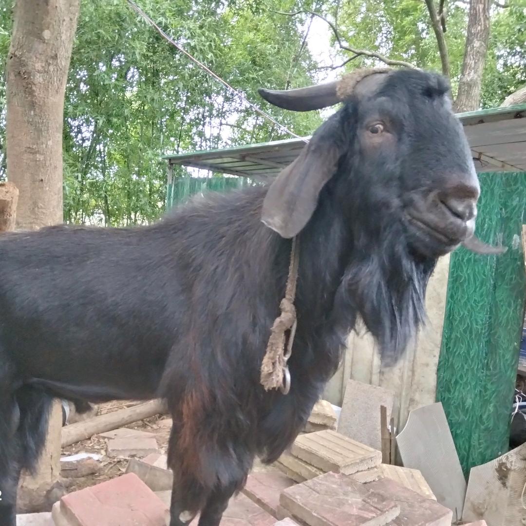小郑