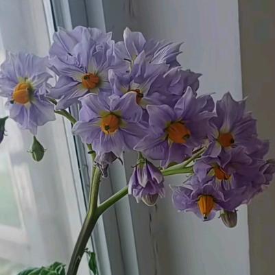 你若盛开，蝴蝶自来