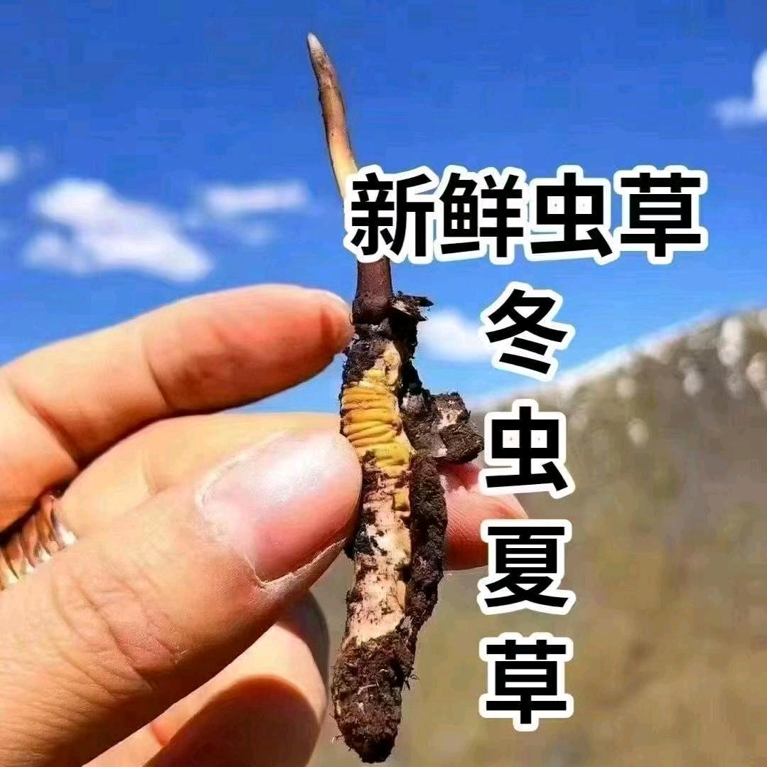 草原堂。那曲冬虫夏草