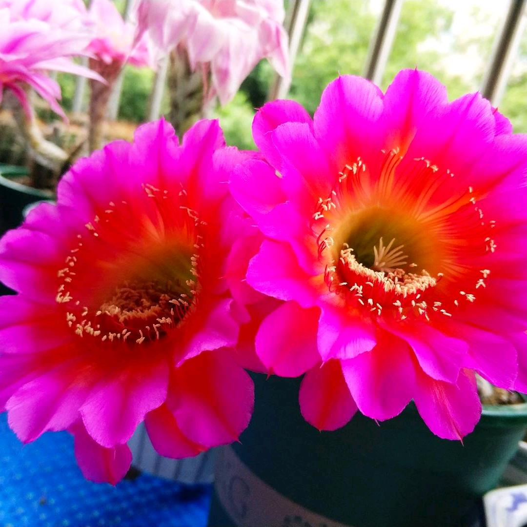 🌵清风露台