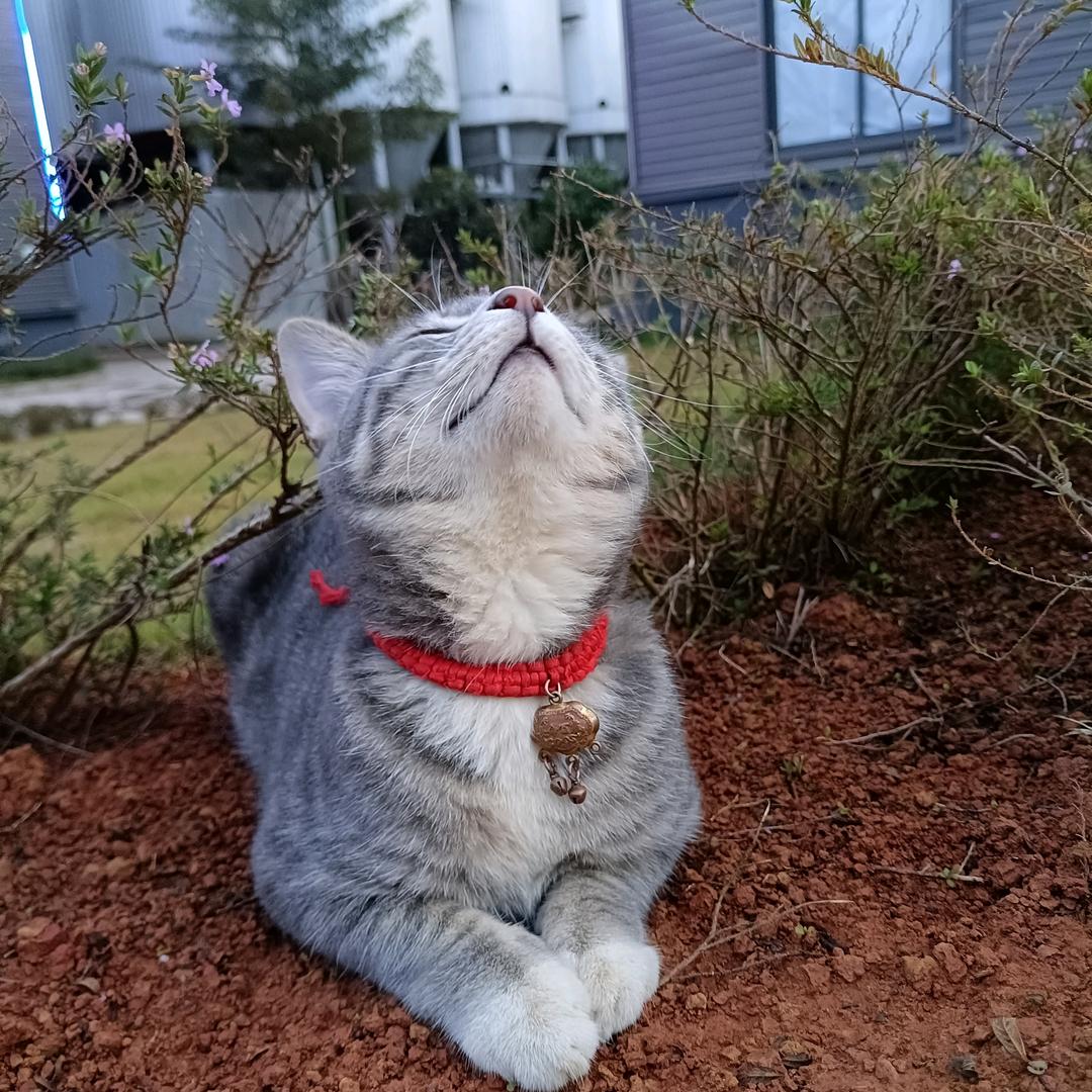 小猫爱喝迪科龙