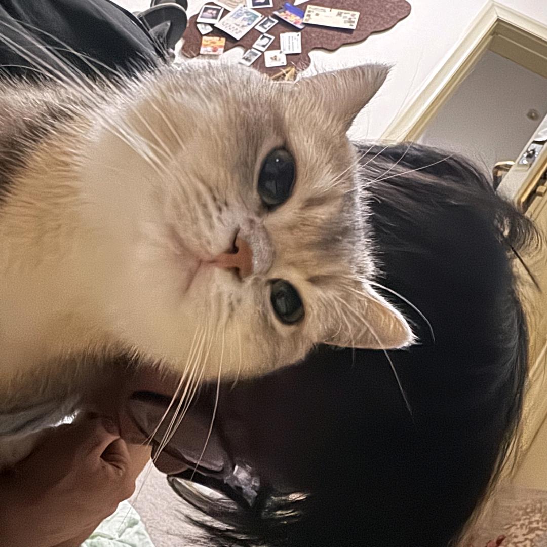 猫定饿的靴