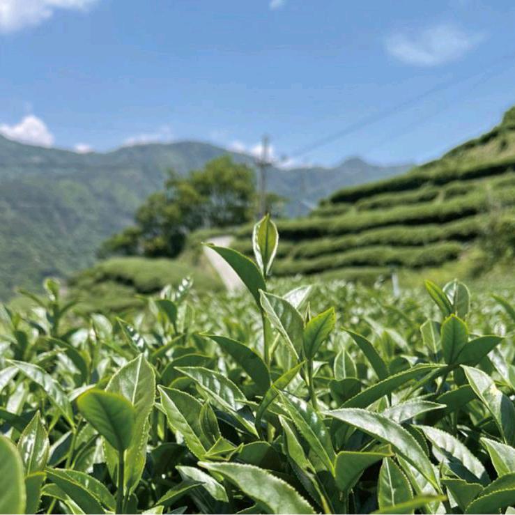 原装台湾乌龙茶