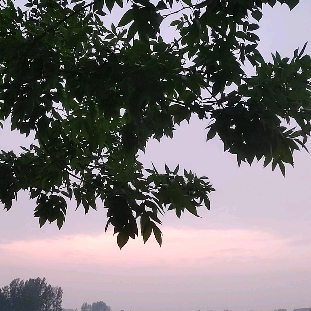 燕子