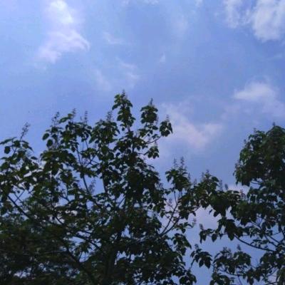 流星雨(玖棠椿)