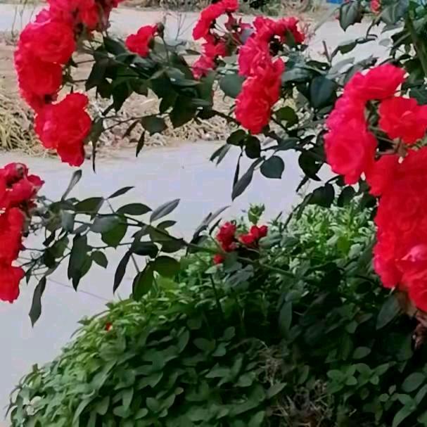 知足常乐🌸🌸