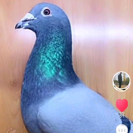 启航鸽舍