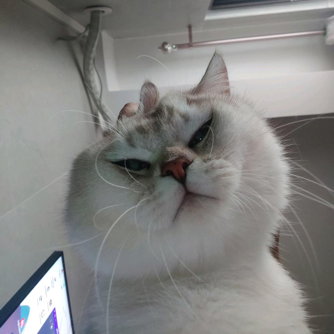 焦焦