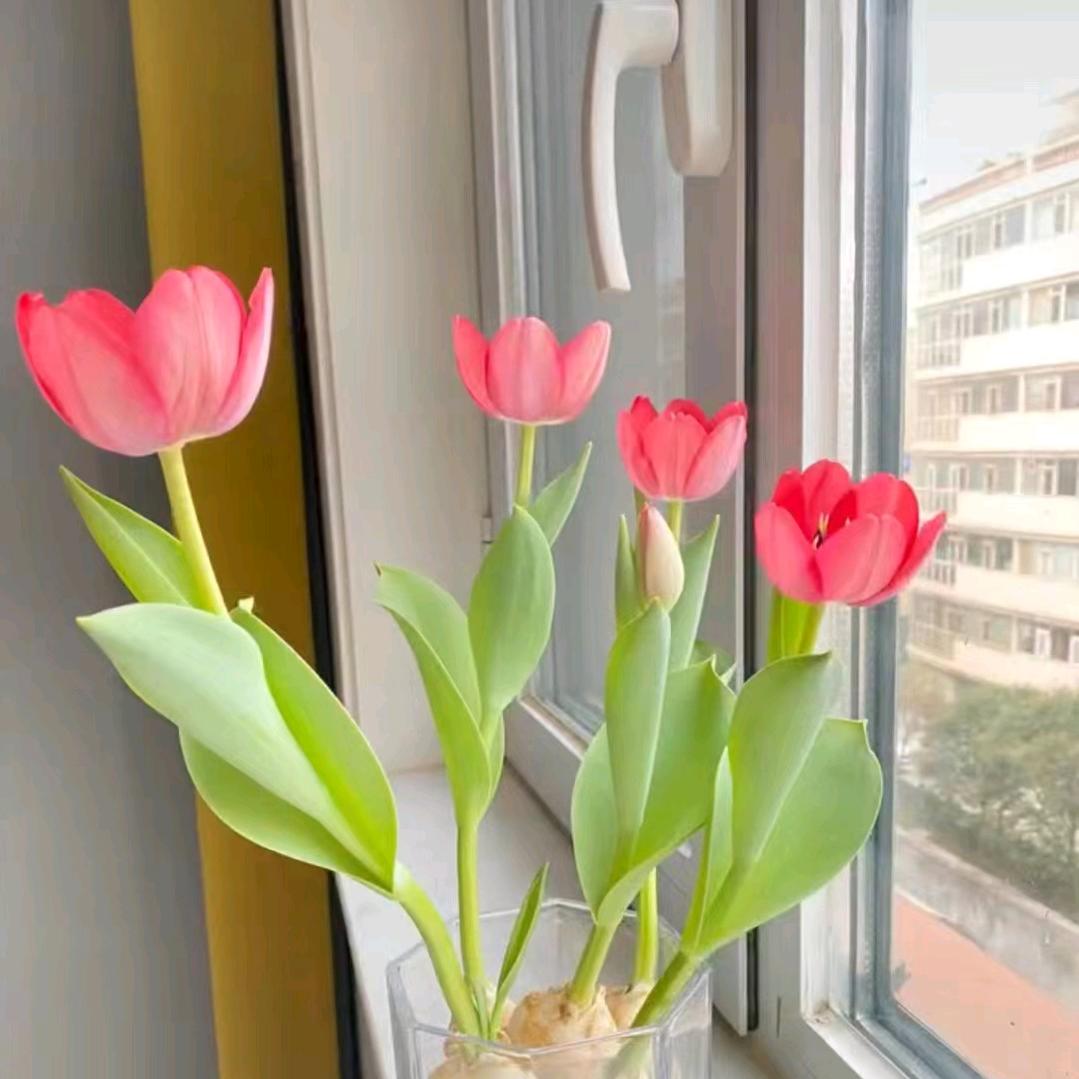 玉壶