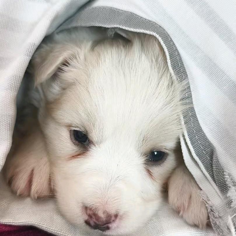 小亚的宠物世界