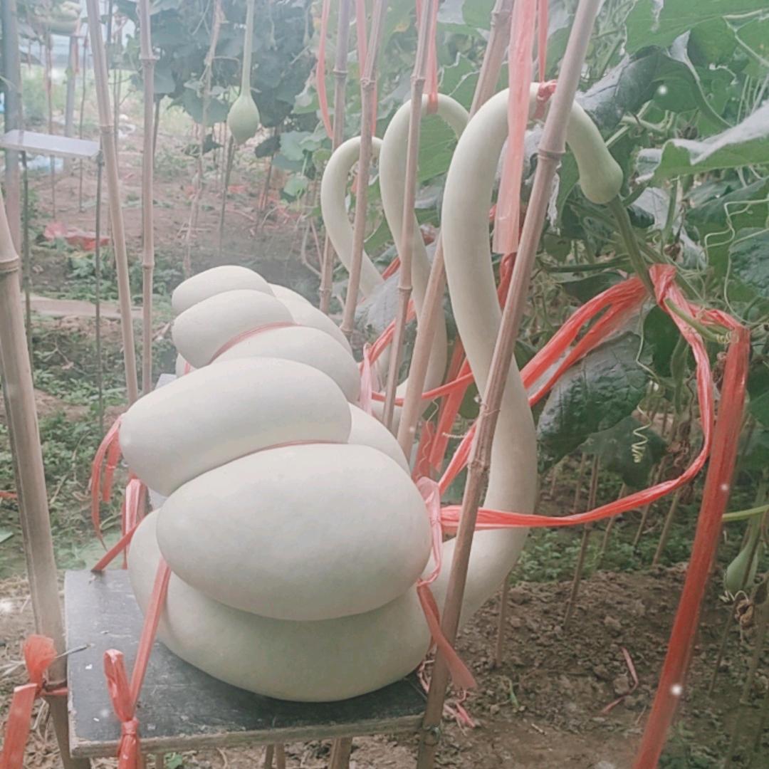 葫芦娃