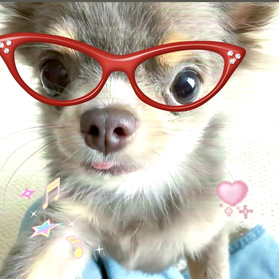 吉娃娃重度依赖