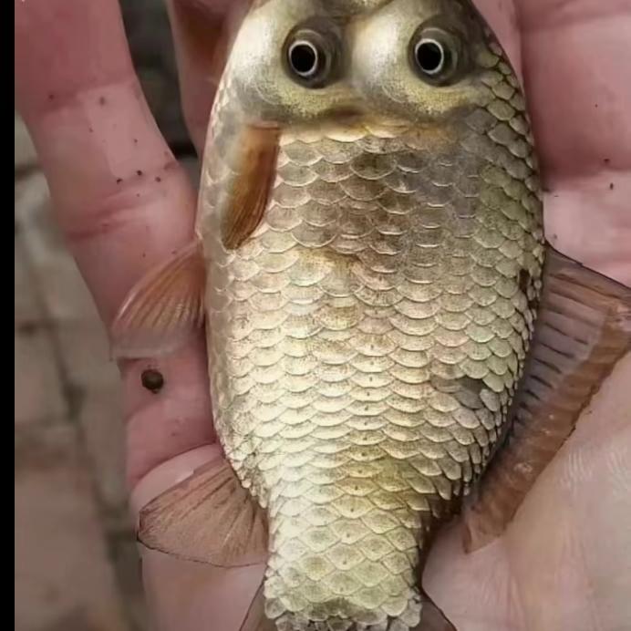 辰达