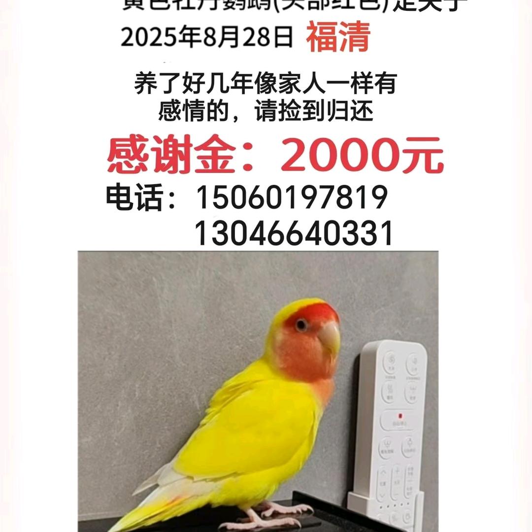 福清2千寻鸟黄色鹦鹉