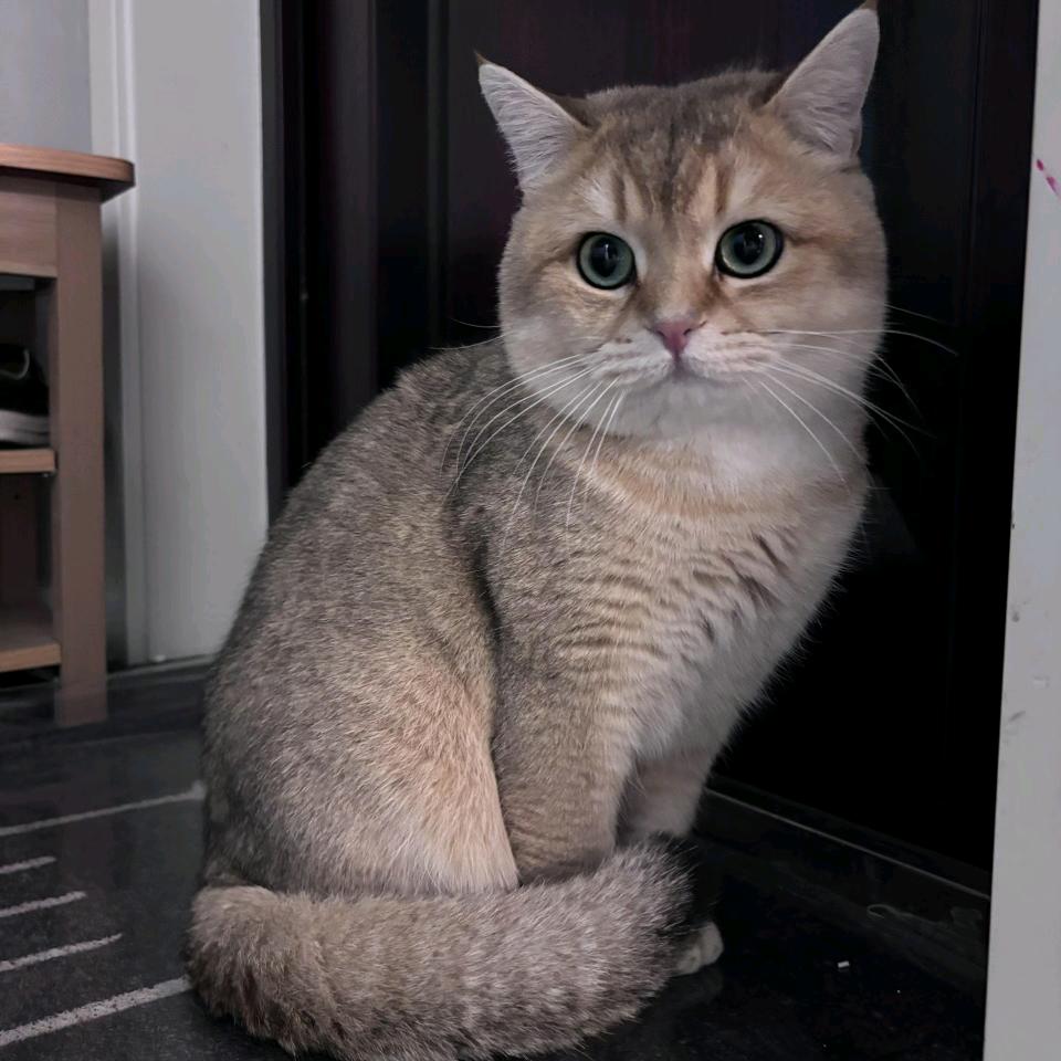 芽芽乐乐穿戴甲