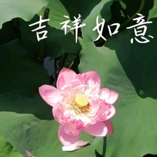 四个孙子的奶奶