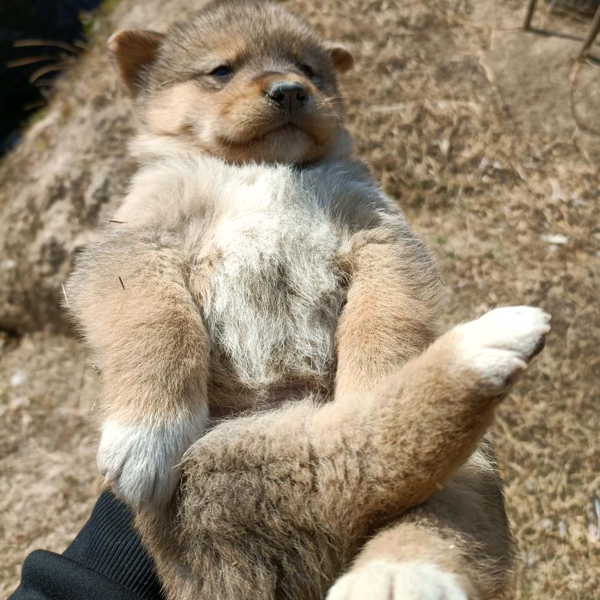 颗鹅壳