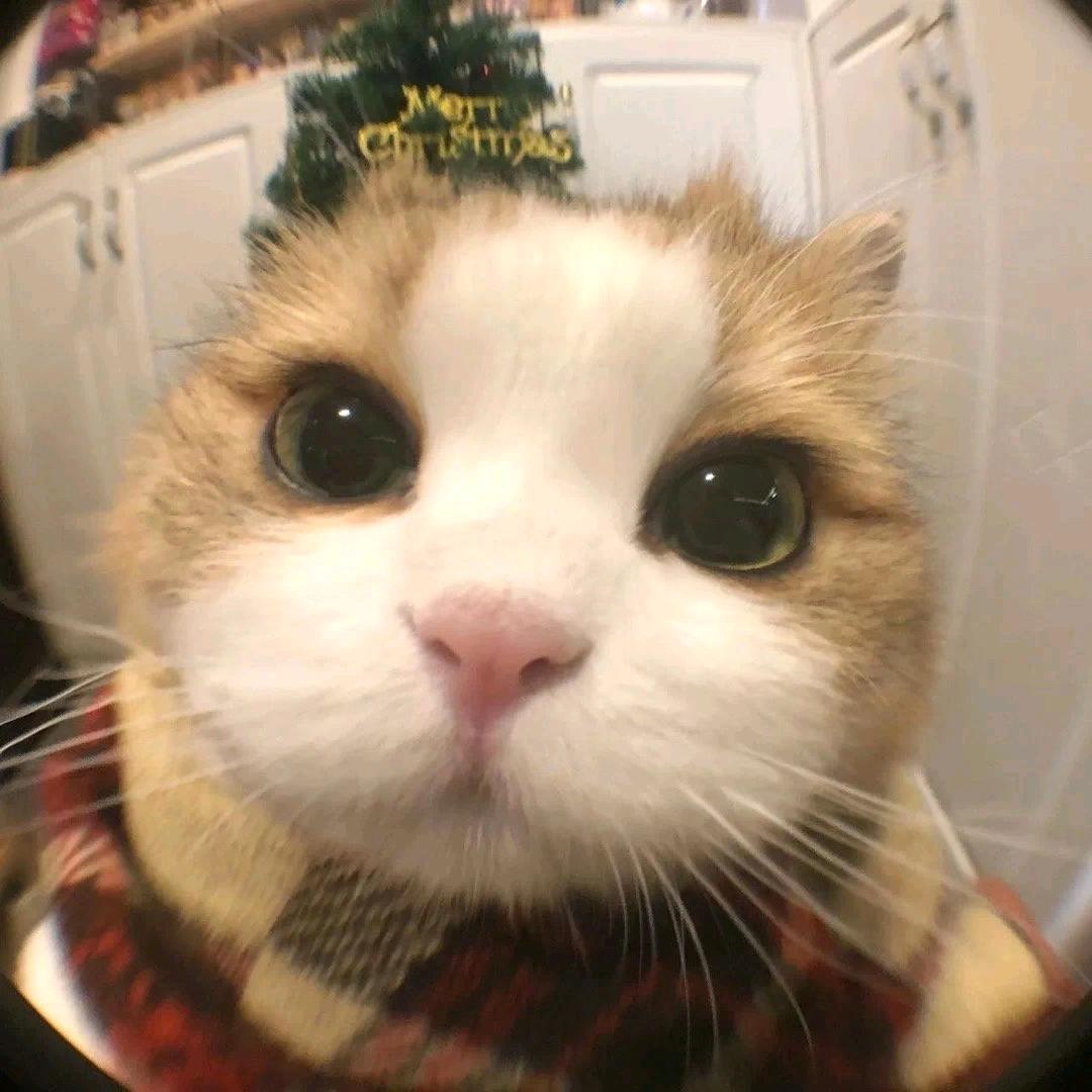 凌晨写下那诗
