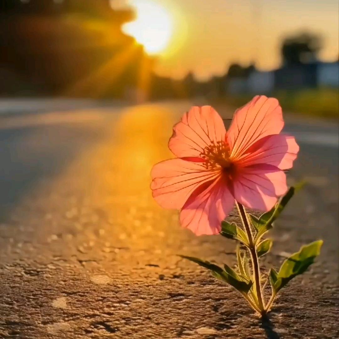 ご✨ོꦿ莳咣一᭄ご