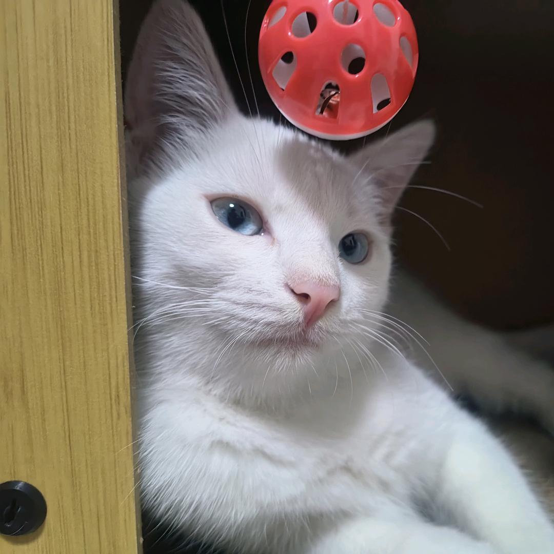 小笼子