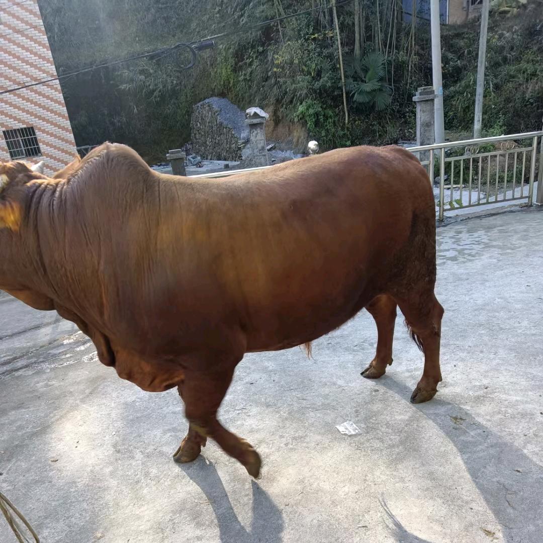 牛肉批发零售